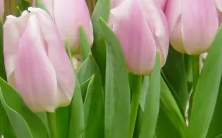 Christmas Record / Кристмас Рэкорд