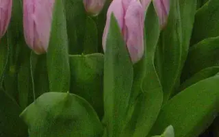 Christmas Star / Кристмас Стар