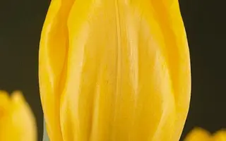 Christmas Yellow / Кристмас Елов