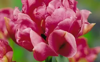 Christo / Чристо