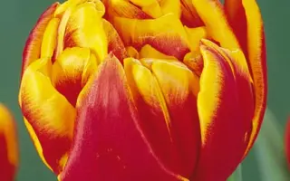 Cilesta / Силеста