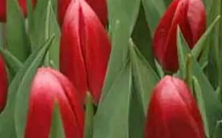 Circuit / Циркуит