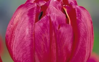 Clarion / Кларион