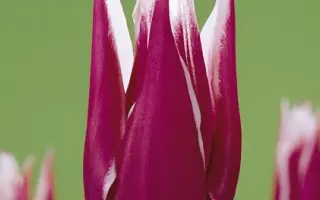 Claudia / Клаудиа