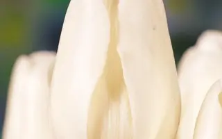 Clearwater / Клеарвотер