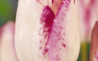 Cloud Nine / Клоуд Нинэ