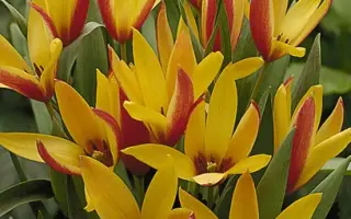 Clusiana 'Cynthia' / Клузиана "Синтия"