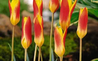 Clusiana var. chrysantha / Клусиана вар. кризанта