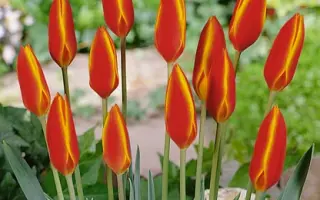 Clusiana var. chrysantha 'Tubergen's Gem' / Клузиана вар. кризанта "Тубэргэн'с Гэм"