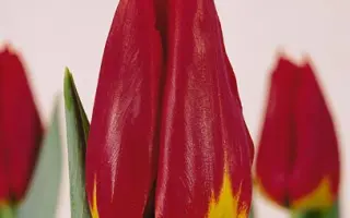 Coby's Spirit / Кобис Спирит