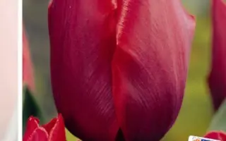 Coleur Cardinal / Колэур Кардинал