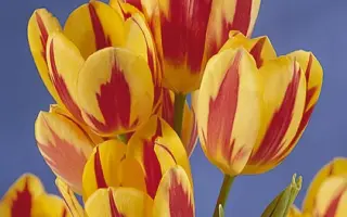 Colour Spectacle / Колор Спектакль