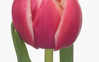 Columbus / Колумбус