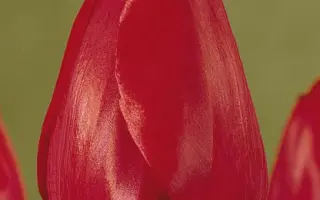 Come-Back / Ком-Бэк