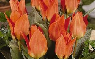 Comedian / Комедиан