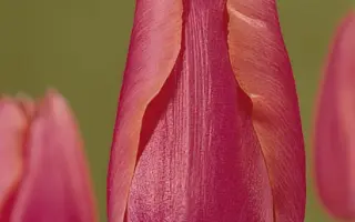 Companion / Компаньен