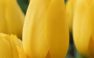 Conqueror / Конкуэрор