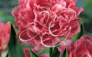 Cool Crystal / Кул Кристал