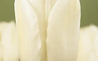 Coquette / Кокуэтте