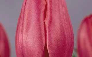 Cor Boersma / Кор Боерсма