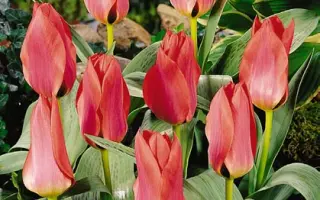 Coral Satin / Корал Сатин