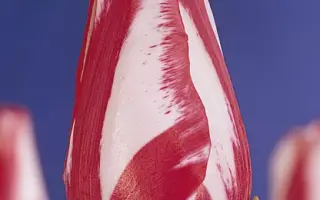 Cordell Hull / Кордэлл Хул