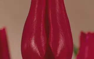 Corina's Choice / Коринас Чойз