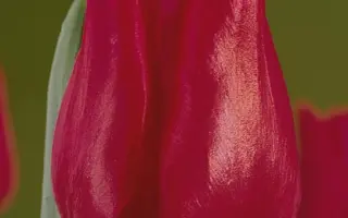 Corinna / Коринна