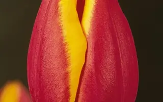 Coriolan / Кориолан