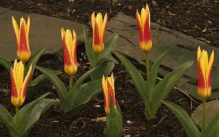 Corona / Корона