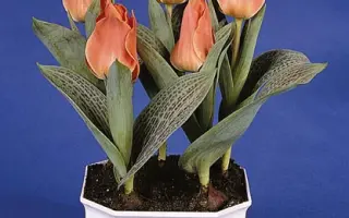 Corsage / Корсаж