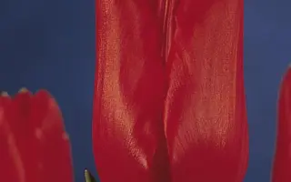 Cortina / Кортина