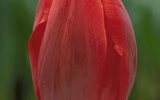 Couleur Cardinal / Коулэр Кардинал