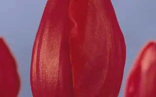 Country Star / Каунтри Стар