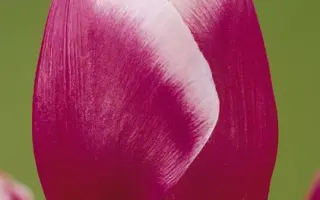 Cracker / Крекер