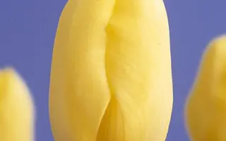 Cream Perfection / Крим Пэрфэктион