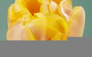 Creme Upstar / Креам Апстар