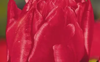 Crimsonia / Кримсония