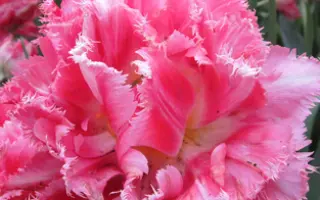 Crispion Sweet / Криспион Свит