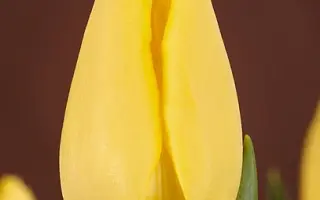 Cristina Deutekom / Кристина Дэутэком