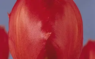 Crystal Beauty / Кристал Бюти