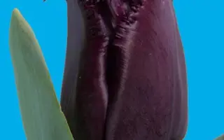 Cuban Night / Кубан Найт