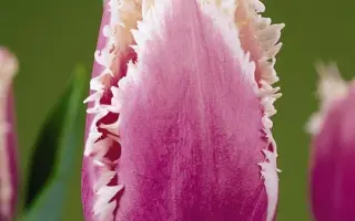 Cummins / Кумминс