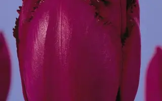 Curly Sue / Курли Су