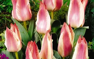 Czaar Peter / Цезар Питер