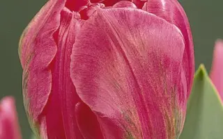 Daladier / Даладиэр