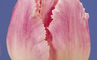 Dallas / Даллас