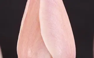 Damiaan / Дамиаан