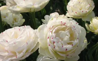 Danceline / Данцэлинэ