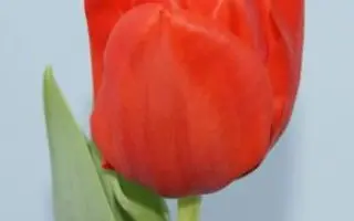 Darwi Orange / Дарви Оранж